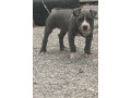 pitbul-small-1