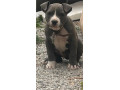 pitbul-small-2