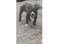 pitbul-small-3