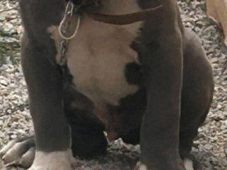 pitbul