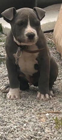 pitbul-big-0