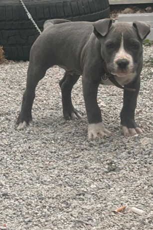 pitbul-big-1
