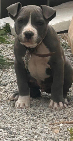 pitbul-big-2
