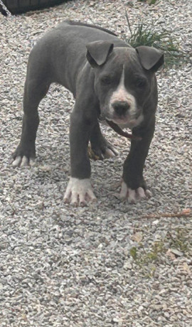 pitbul-big-3