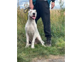 argentinska-doga-dogo-argentino-small-0