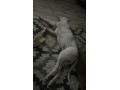 argentinska-doga-dogo-argentino-small-2