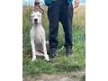 argentinska-doga-dogo-argentino-small-1