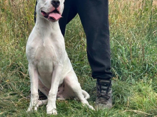 argentinska-doga-dogo-argentino