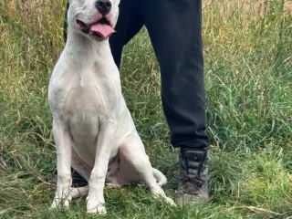 argentinska-doga-dogo-argentino