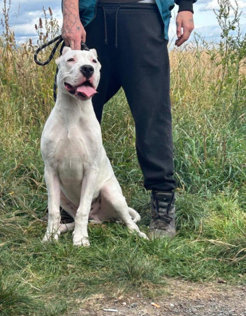 argentinska-doga-dogo-argentino-big-0
