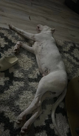 argentinska-doga-dogo-argentino-big-2