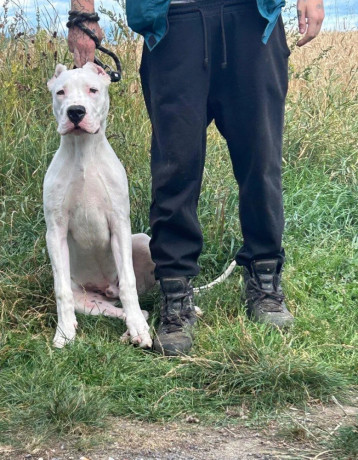 argentinska-doga-dogo-argentino-big-1