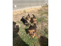 predam-steniatka-jazvecika-small-0
