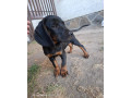steniatka-tatransky-duricfarbiar-small-2