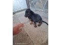 steniatka-tatransky-duricfarbiar-small-1