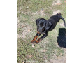 steniatka-tatransky-duricfarbiar-small-0