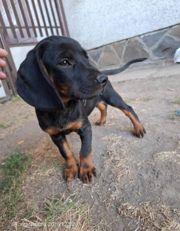 steniatka-tatransky-duricfarbiar-big-2