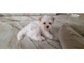 yorkshirsky-terrier-small-1