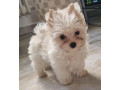 yorkshirsky-terrier-small-0