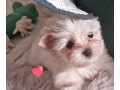 yorkshirsky-terrier-small-2