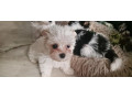 yorkshirsky-terrier-small-3