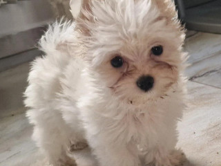 yorkshirsky-terrier