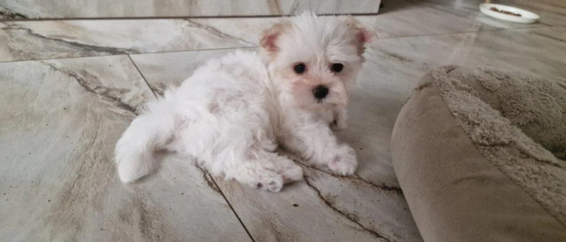 yorkshirsky-terrier-big-1