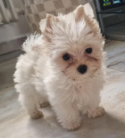 yorkshirsky-terrier-big-0