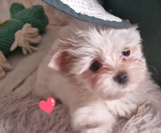 yorkshirsky-terrier-big-2