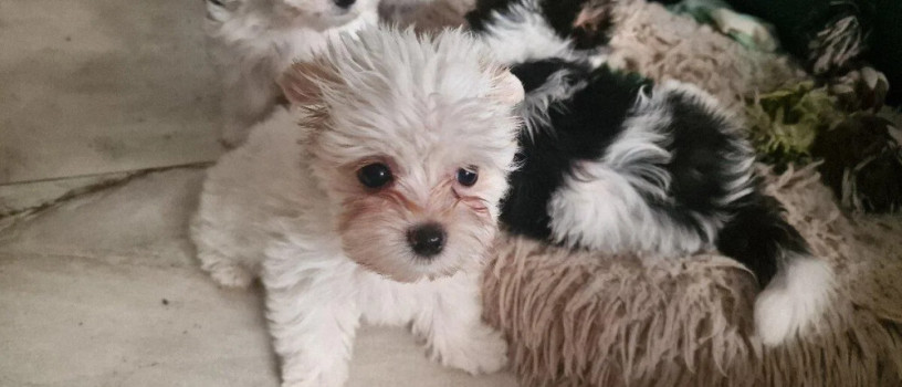 yorkshirsky-terrier-big-3