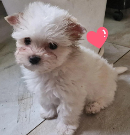 yorkshirsky-terrier-big-4