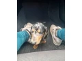 jazvecik-merle-small-0