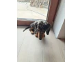 jazvecik-merle-small-1
