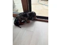 jazvecik-merle-small-3