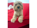 cockapoo-small-4