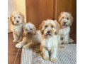 cockapoo-small-2