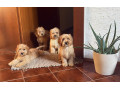 cockapoo-small-0