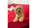 cockapoo-small-3