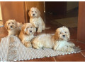 cockapoo-small-1