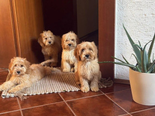cockapoo