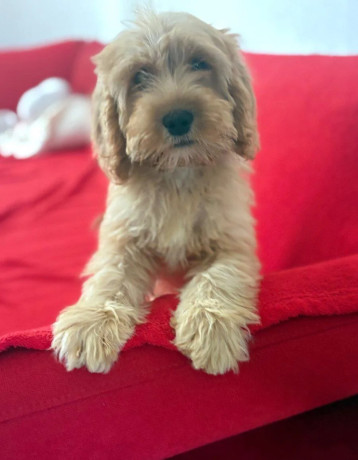 cockapoo-big-4