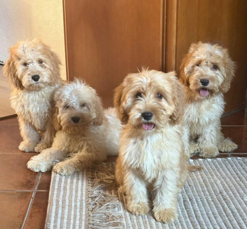 cockapoo-big-2