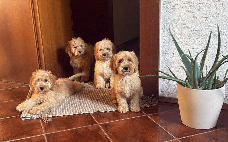 cockapoo-big-0