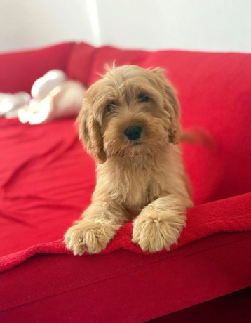 cockapoo-big-3