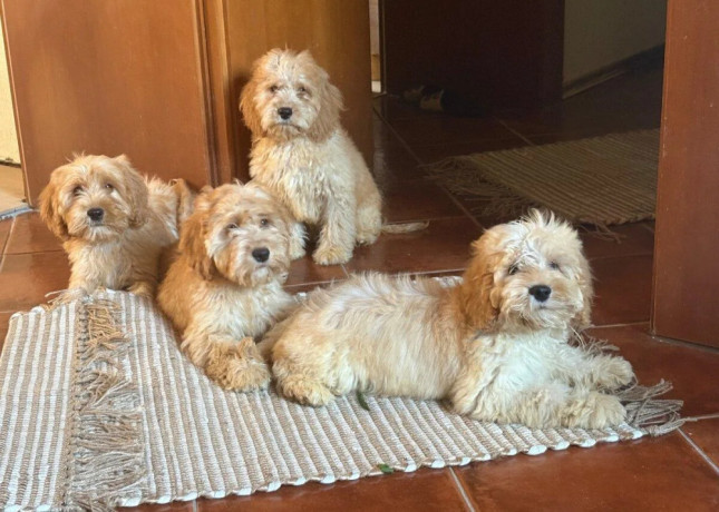 cockapoo-big-1