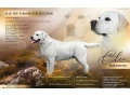 stud-dog-small-0