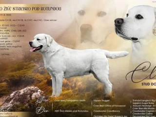 stud-dog