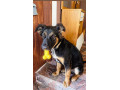 darujem-psika-small-0