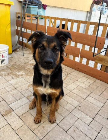 darujem-psika-big-1