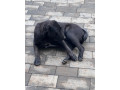 stredoazijsky-ovciak-small-1